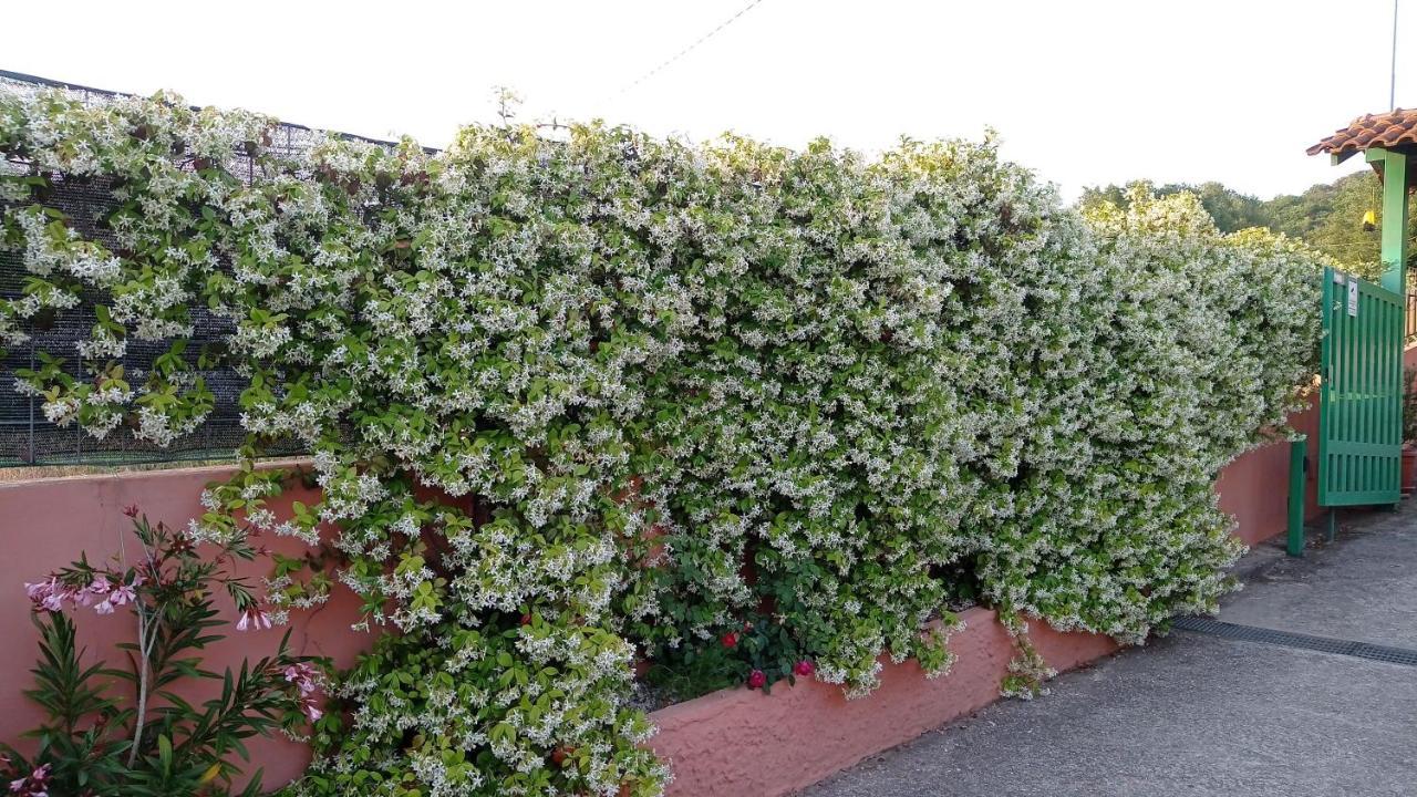 Casa Vacanze Mimose Palinuro Zewnętrze zdjęcie