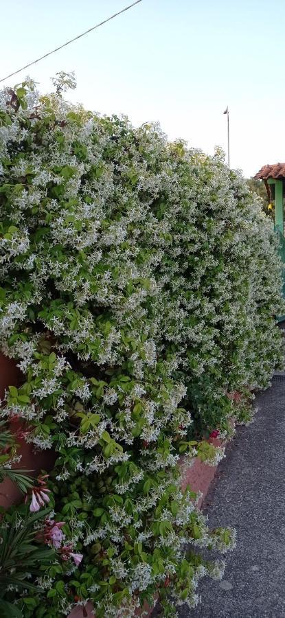Casa Vacanze Mimose Palinuro Zewnętrze zdjęcie